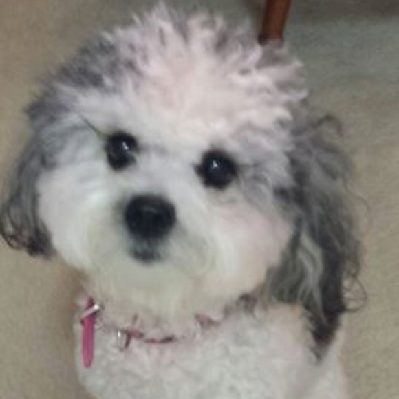 Meet your Posher, Robin - Picture 1 of 1